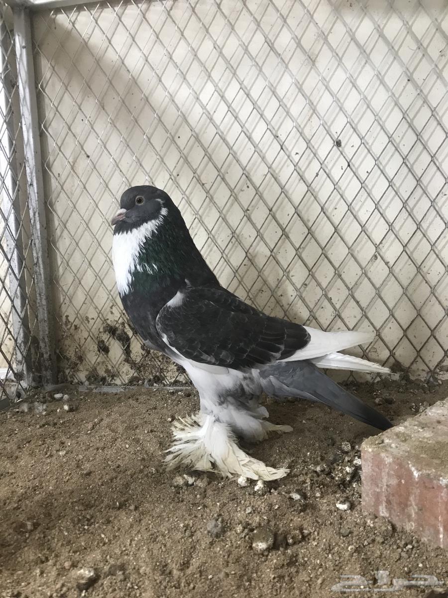 ( تم البيع ) للبيع انثى نفاخ ابو هلال64521823000195110