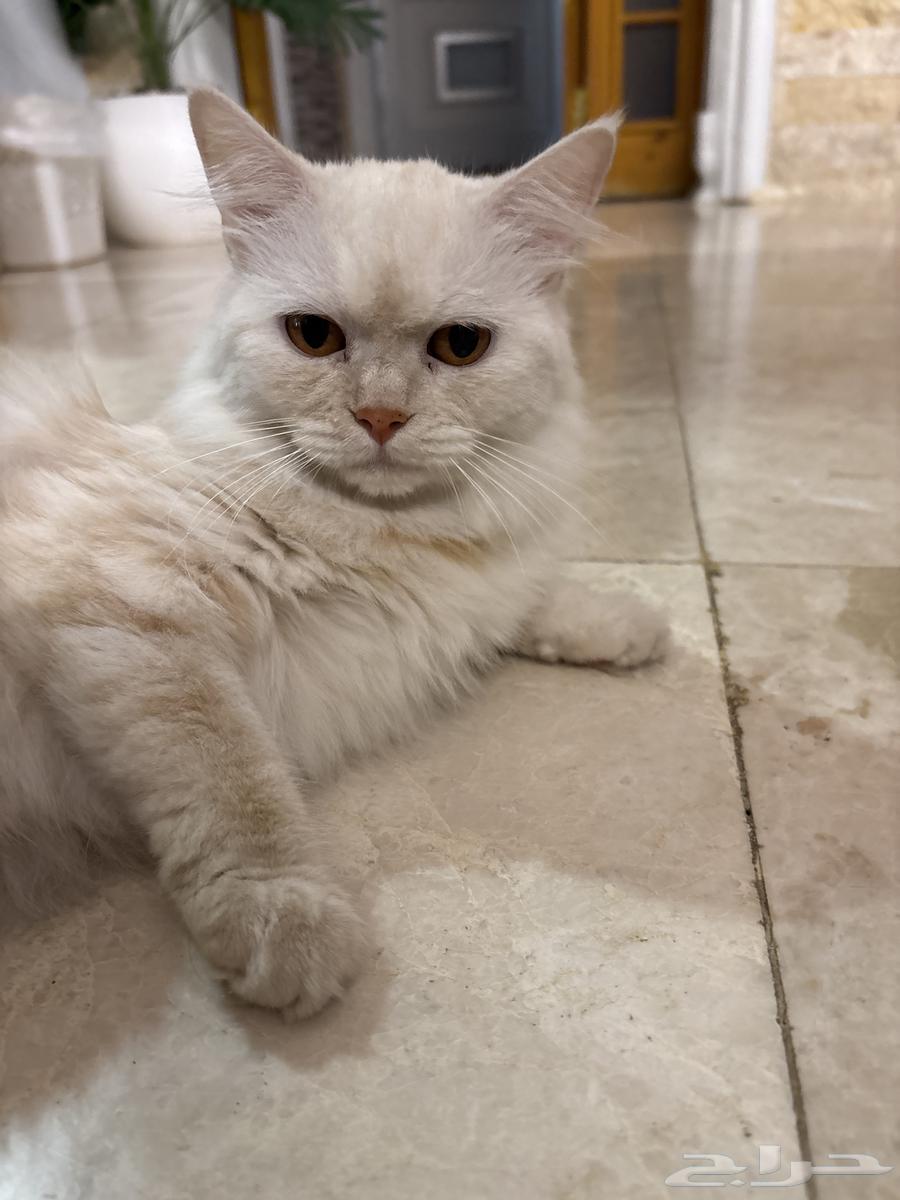قطة للبيع64522907788547110
