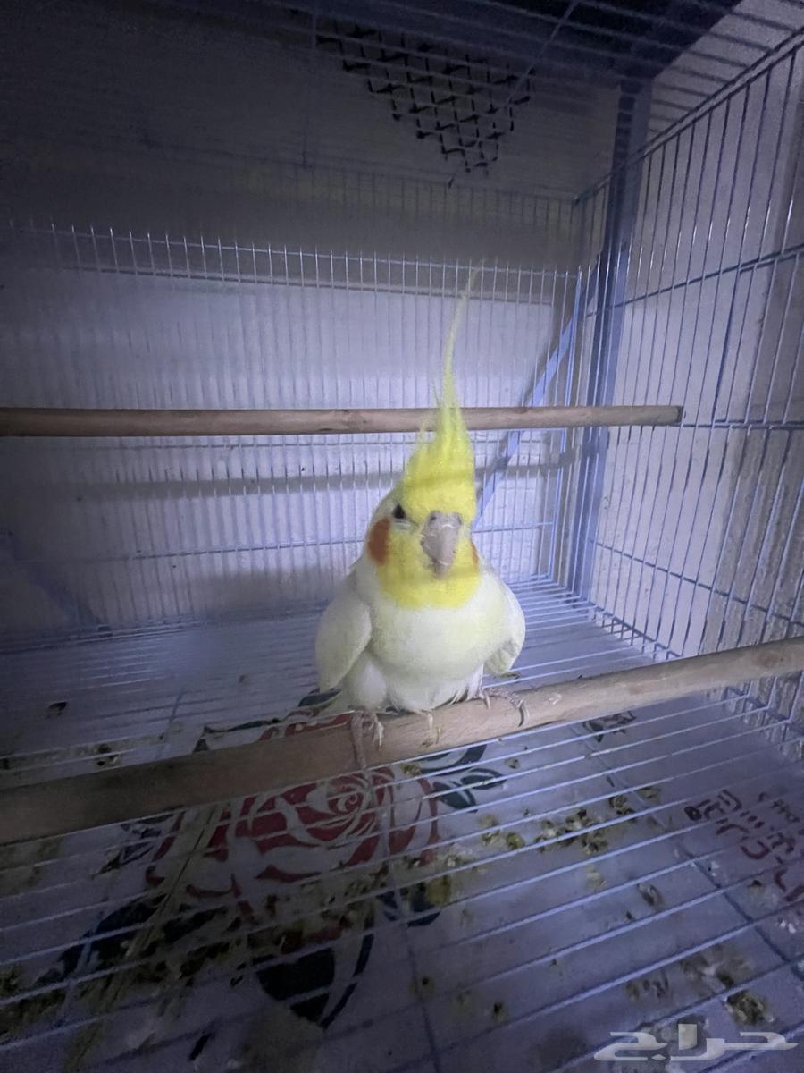 ذكر كروان لاتينو للبيع64520147616771113