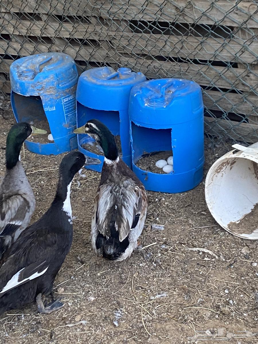 بط للبيع64525746372097111