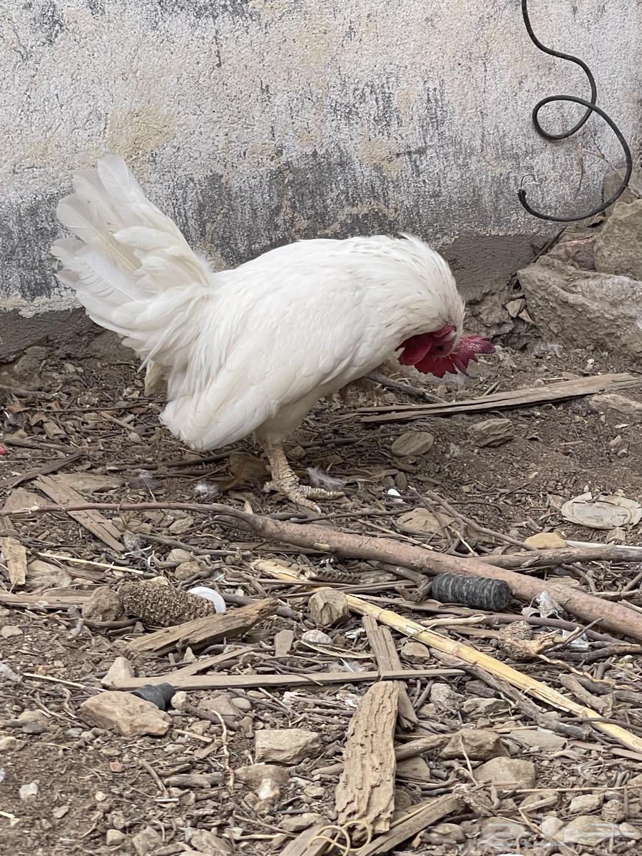 دجاج جابنيز منتج64521197302659111