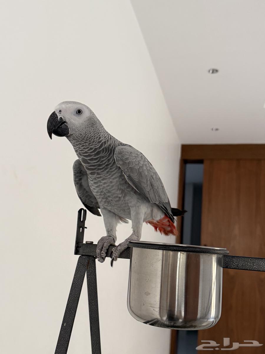 للبيع كاسكو (أفريقي رمادي) أليف جدا64525289420546112