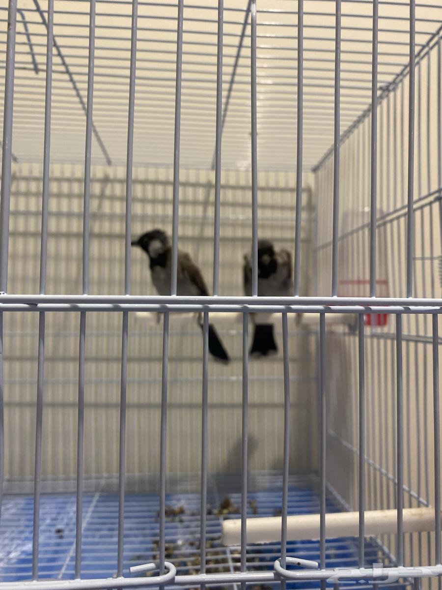 بلبل تربيه64520147515649111