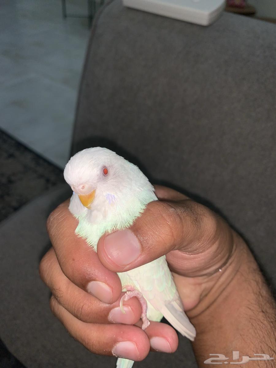 للبيع طائر انثى بادجي64521949079683110