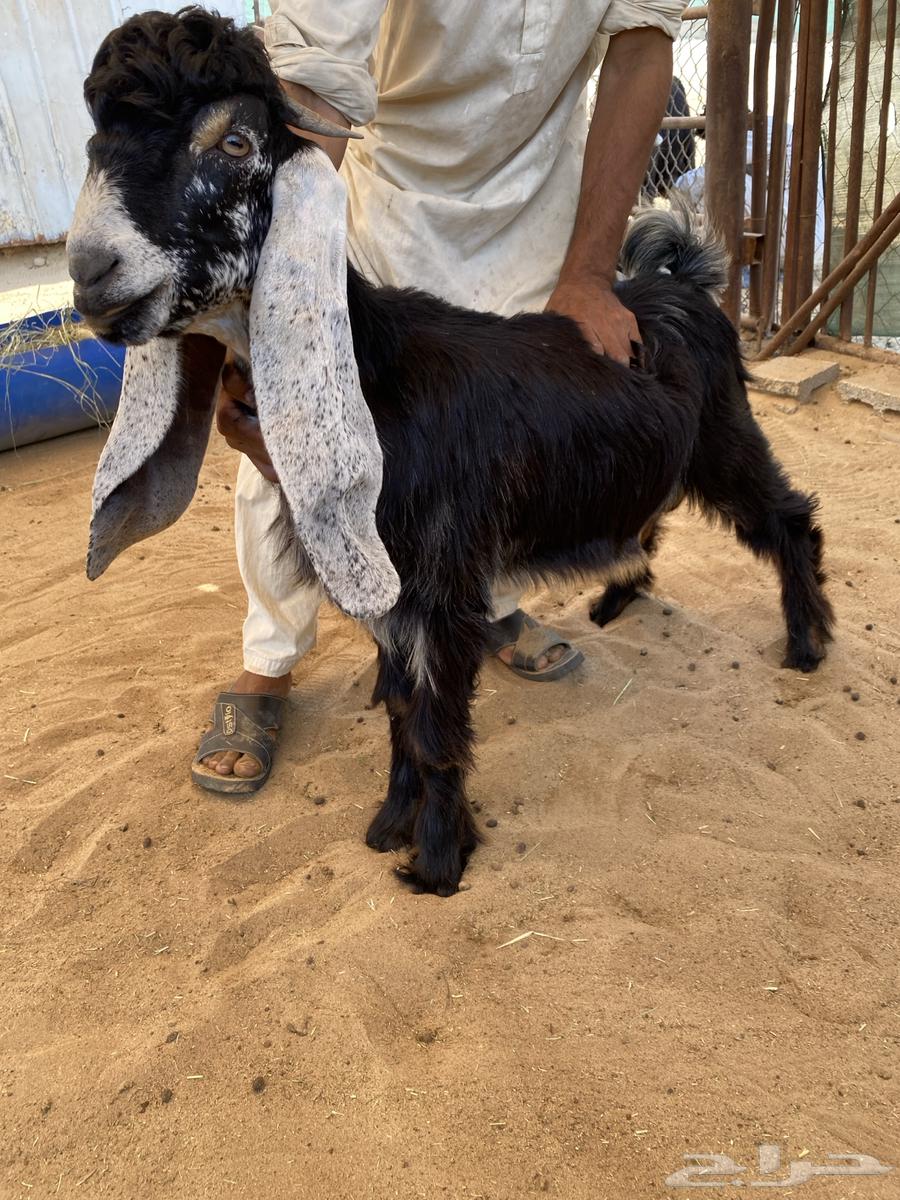 للبيع تيس وجفره عارضيات صنف64521197309826113