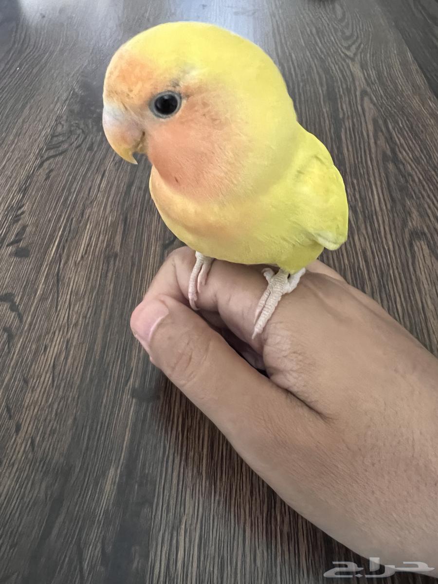 A month and a half old bird64522005585025112