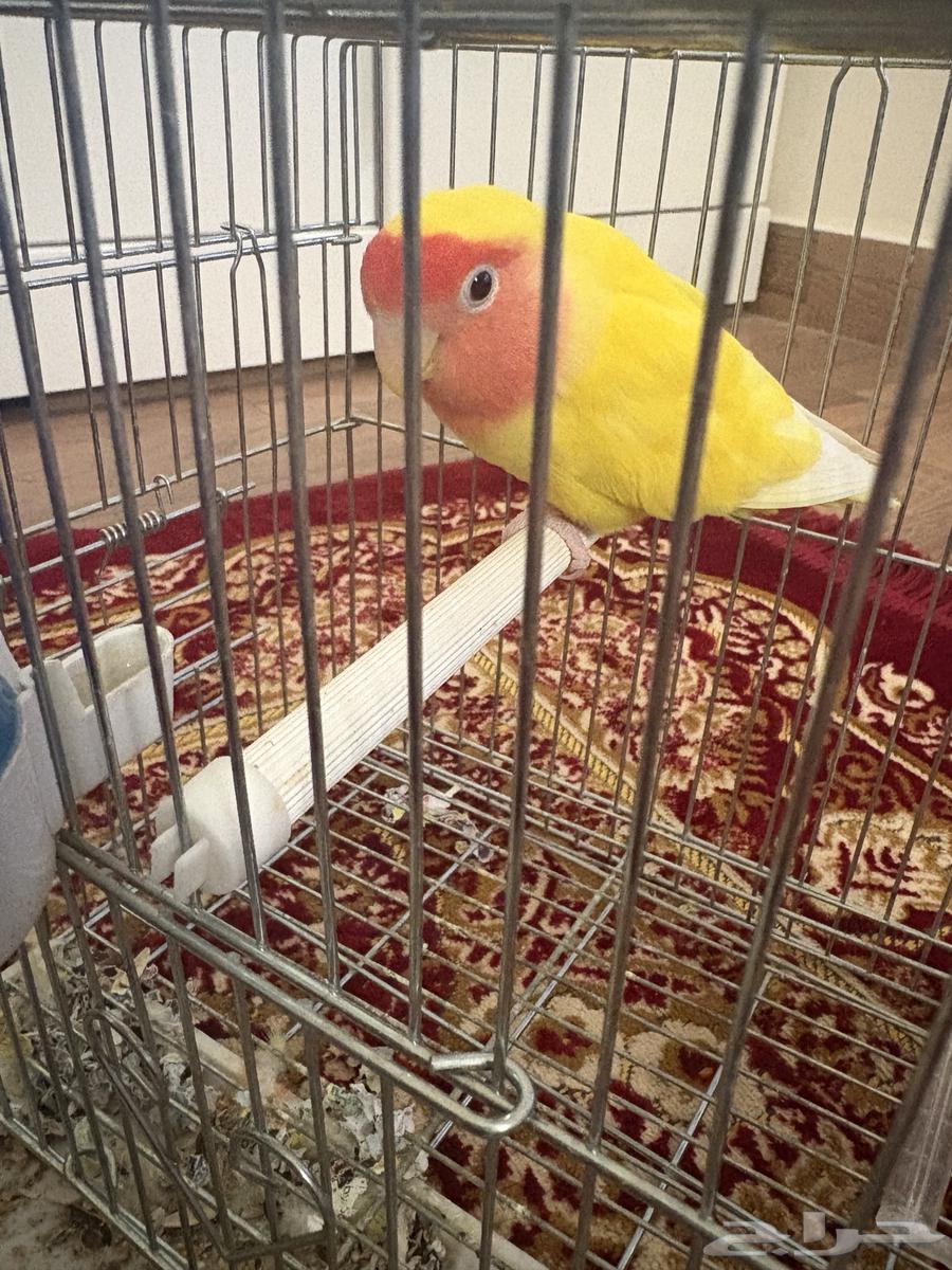 Latin Day64524083869185110