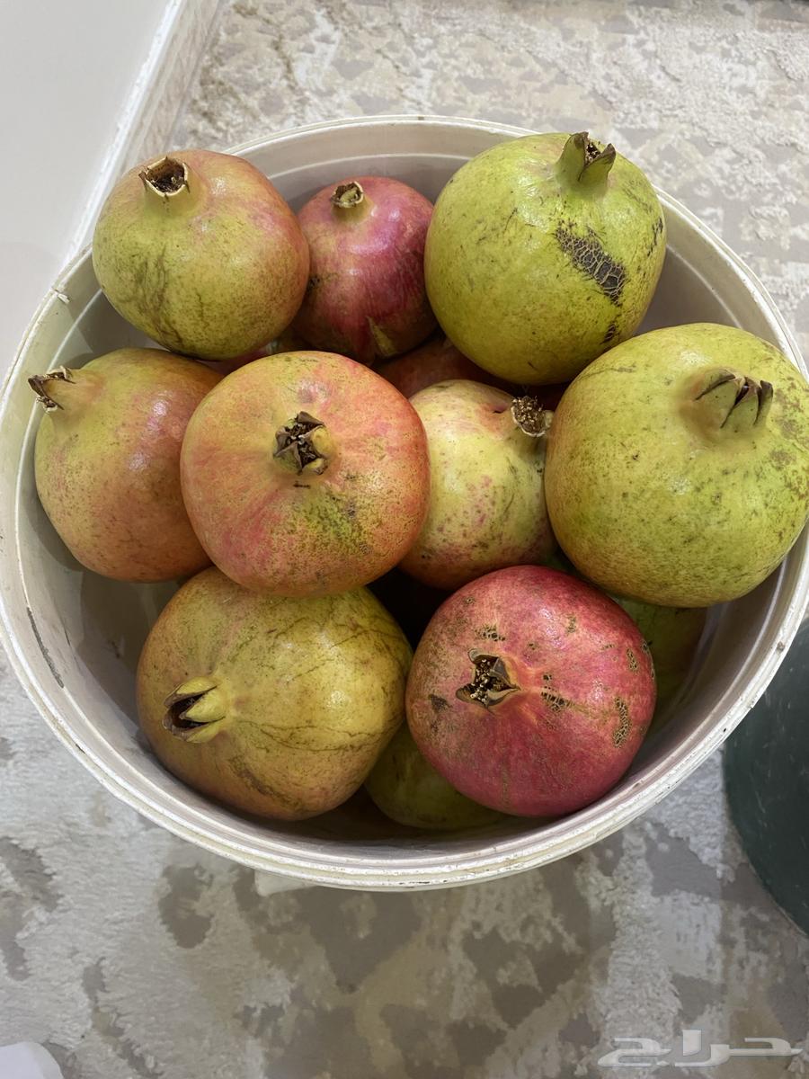 رمان جوف ال معمر64525760327554110