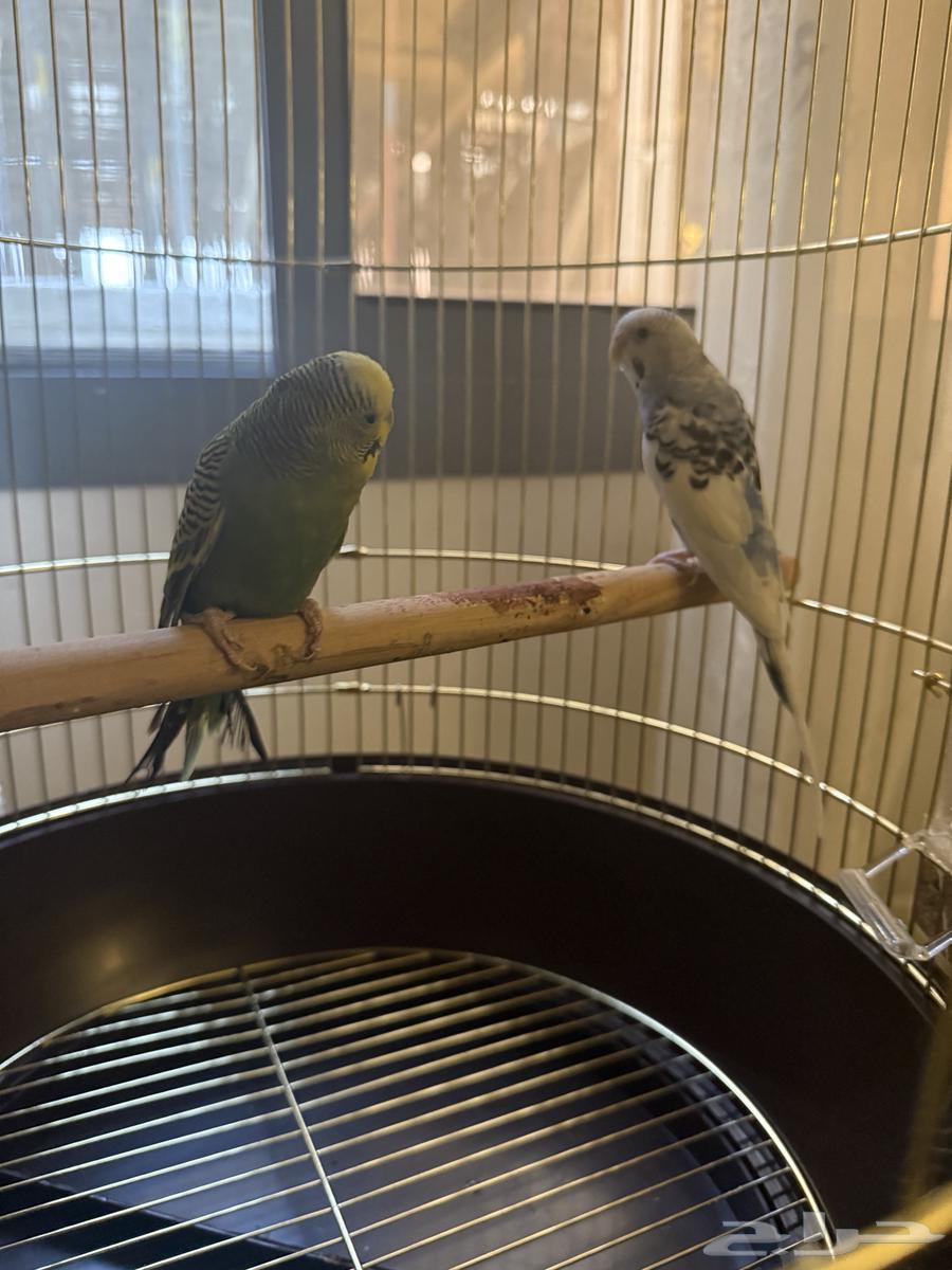 طيور الحب عدد 2   السعر 300 ريال مع القفص و الاكل64524238771841112