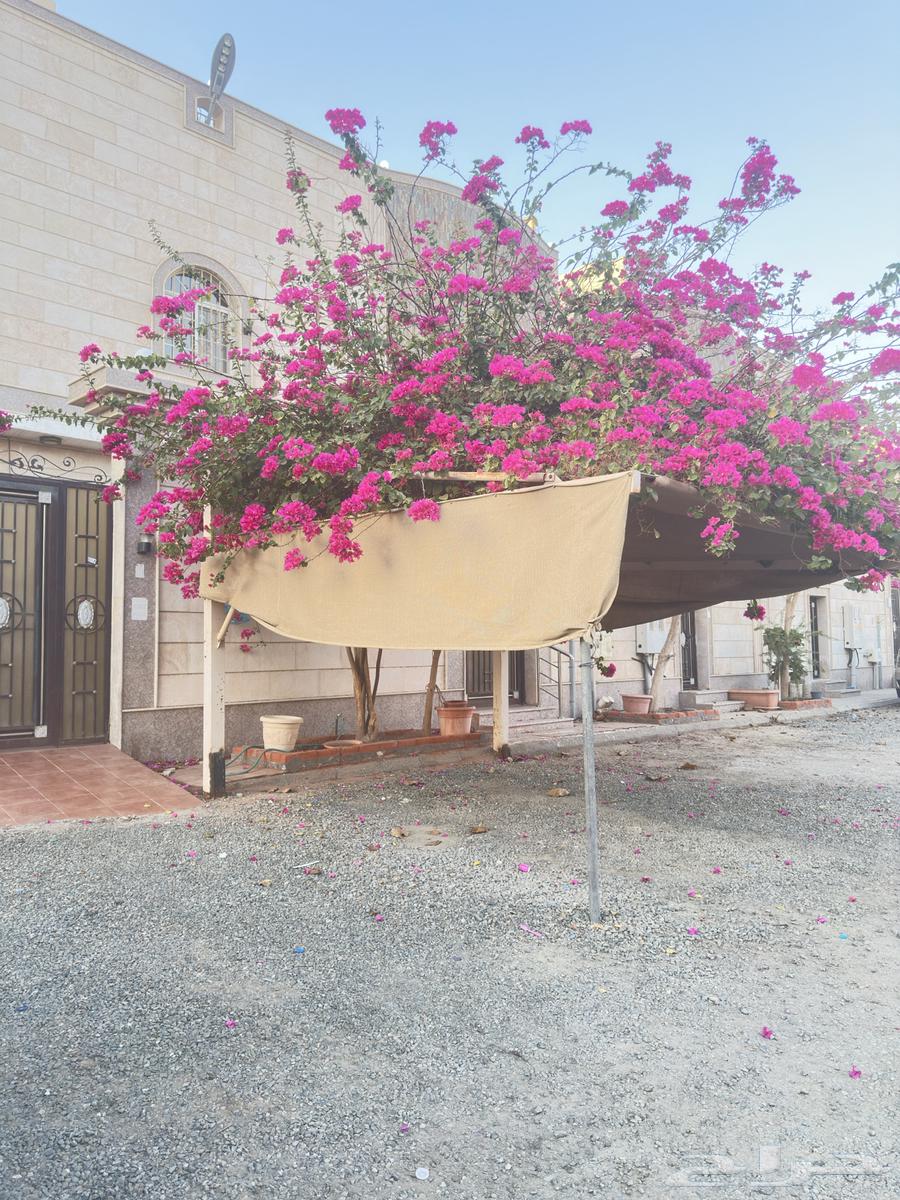 مظله للبيع64520218643713110