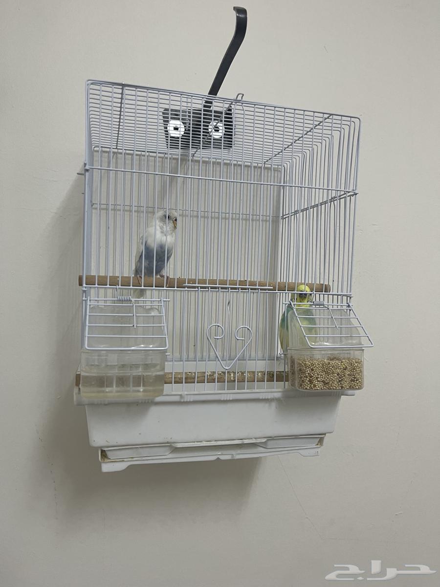 طيور بادجي للبيع64524850526977111