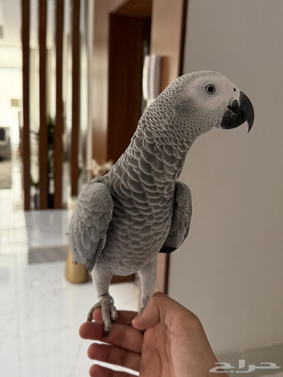 للبيع كاسكو (أفريقي رمادي) أليف جدا64525289420546110