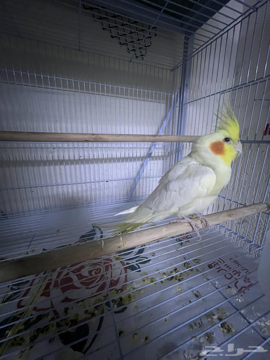 ذكر كروان لاتينو للبيع64520147616771111