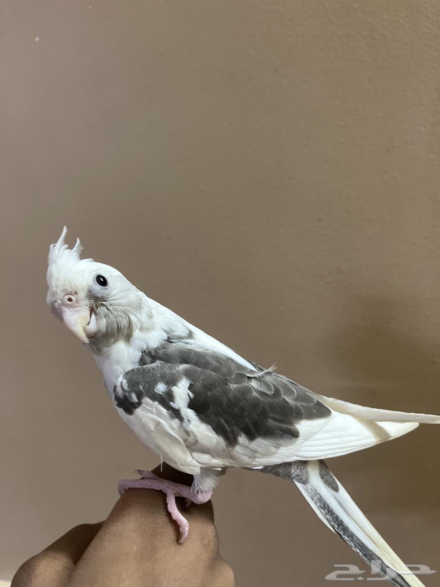 كروان للبيع64525330840961112