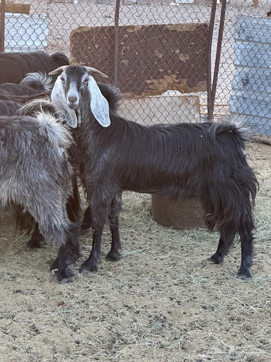 للبيع معزاء64525787684866113