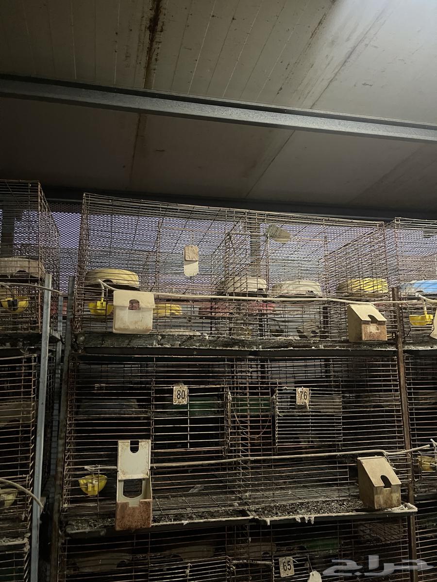 قفص حمام  البيع مستعجل.64521054869249110