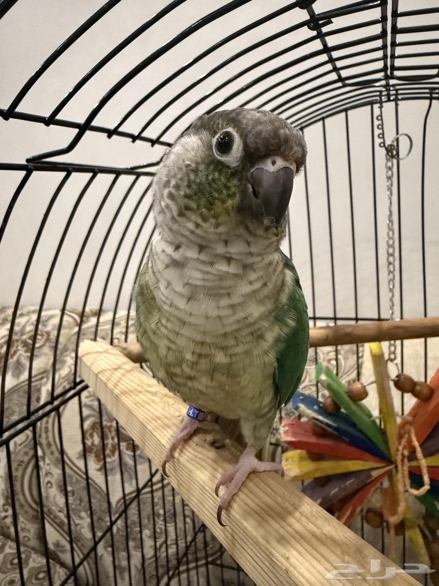 كنيور تركواز يلو سايد64520275539843110