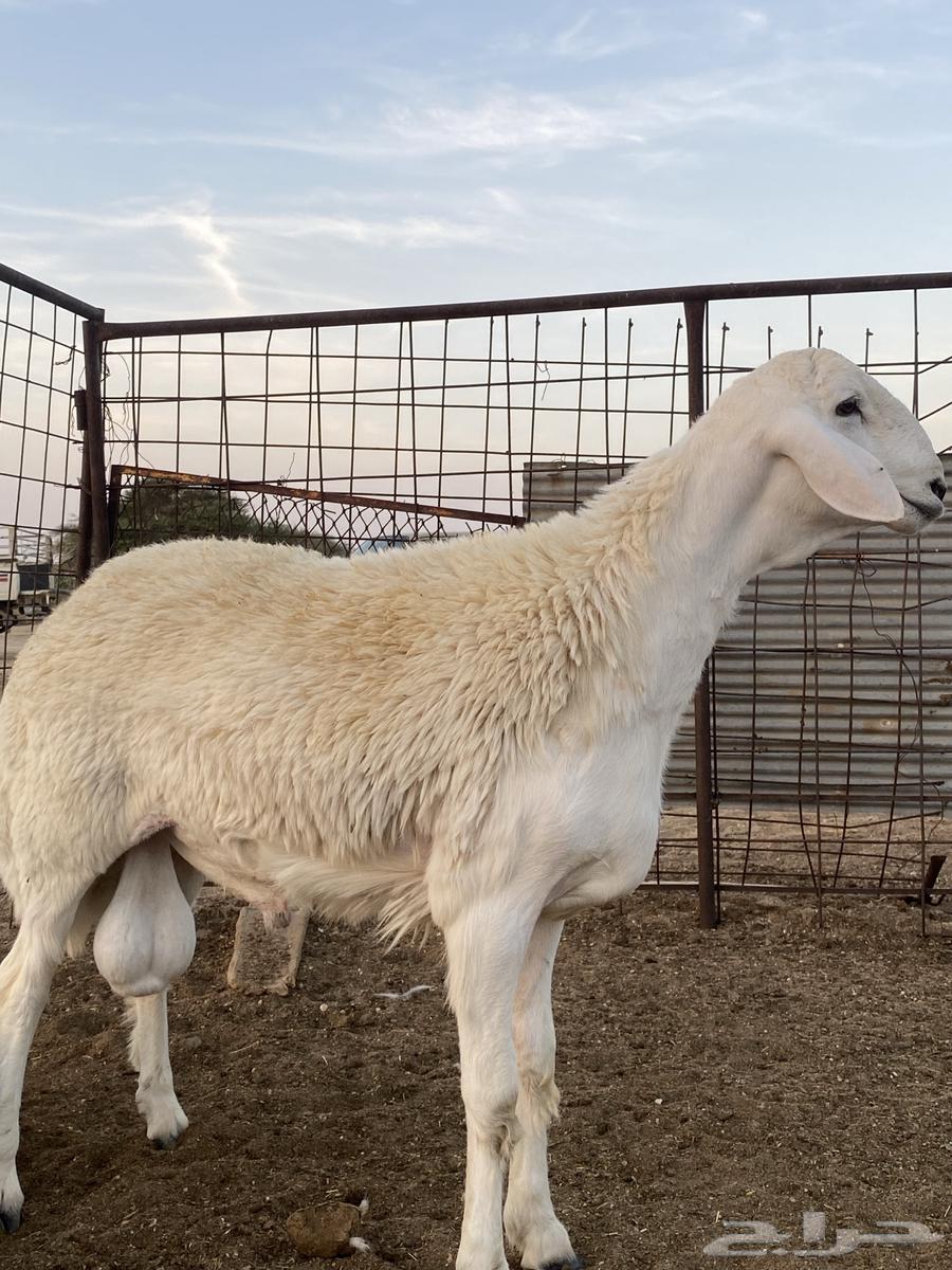 سلام عليكم. طلي صنف العمر8شهور64526467646465111