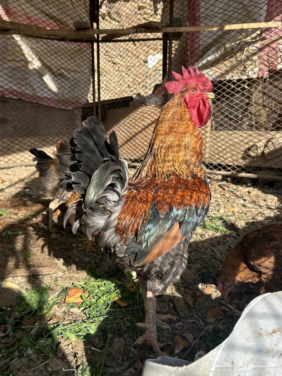 ادياك للبيع64525275623043113