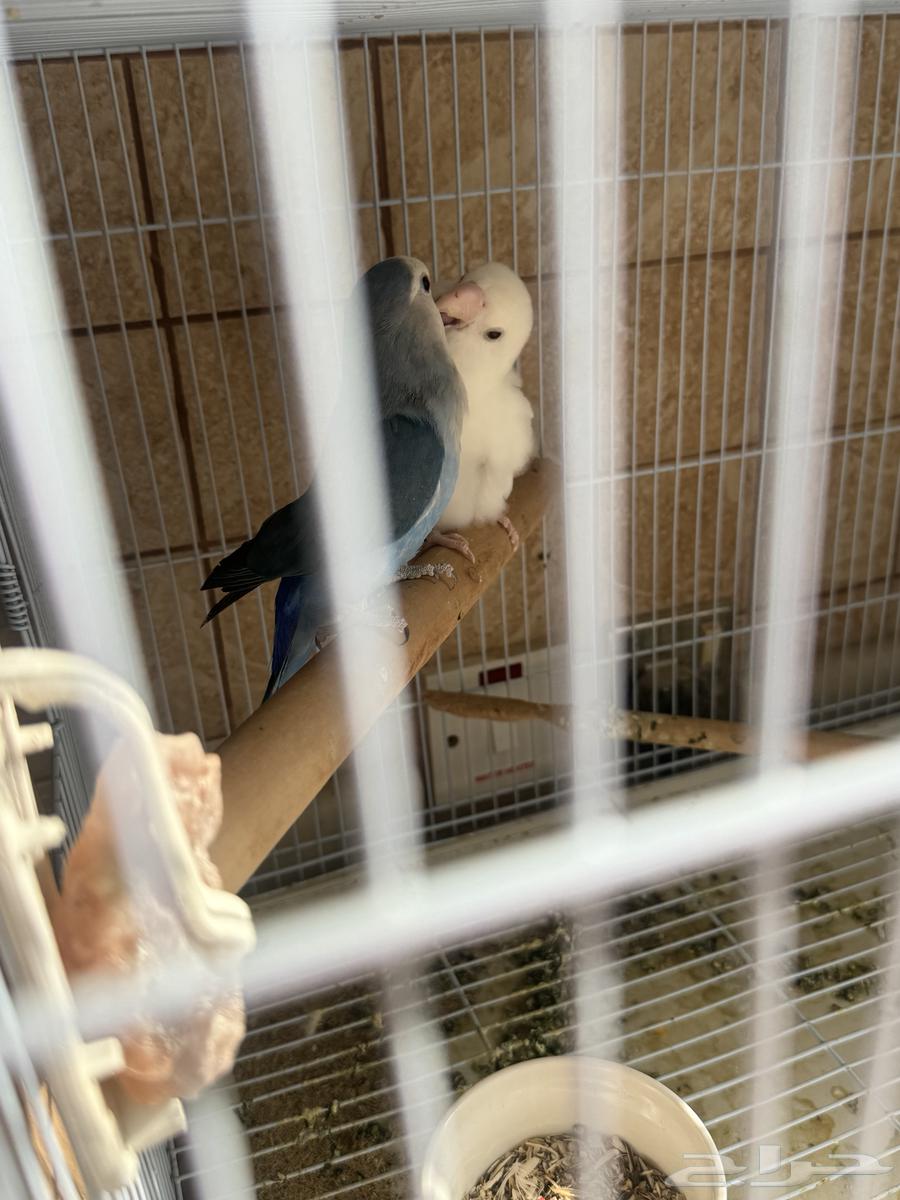 جوز روز منتج للبيع64522823209091113