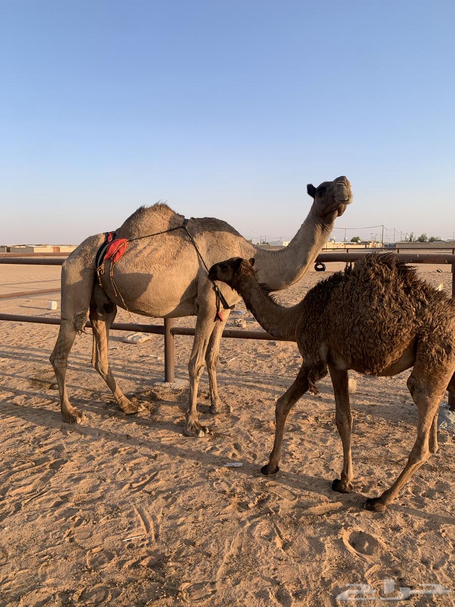 A female camel for sale, a gift with milk, along with a calf about four or five months old64523950289538111