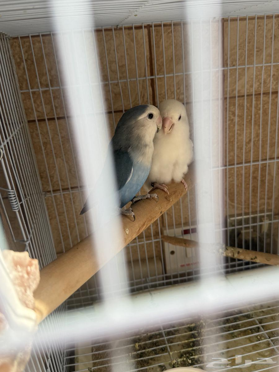 جوز روز منتج للبيع64522823209091110