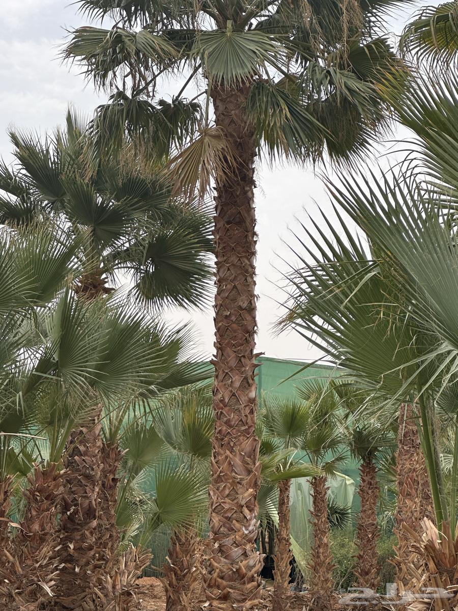 للبيع نخل واشنطني من جميع المقاسات64524614995203114