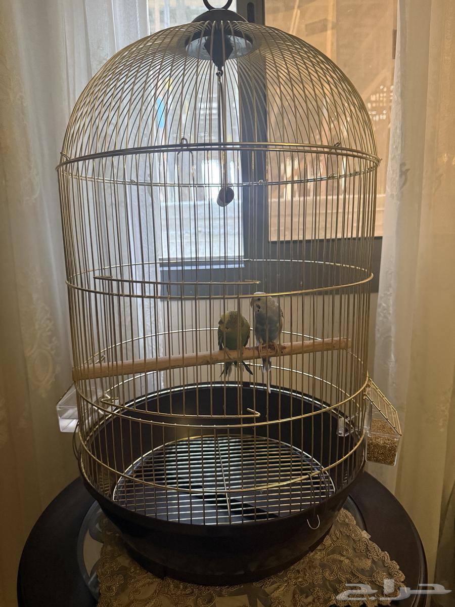 طيور الحب عدد 2   السعر 300 ريال مع القفص و الاكل64524238771841110