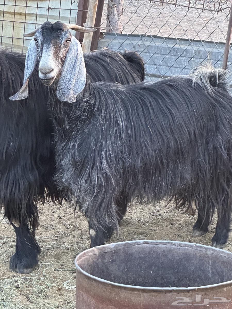 للبيع معزاء64525787684866111