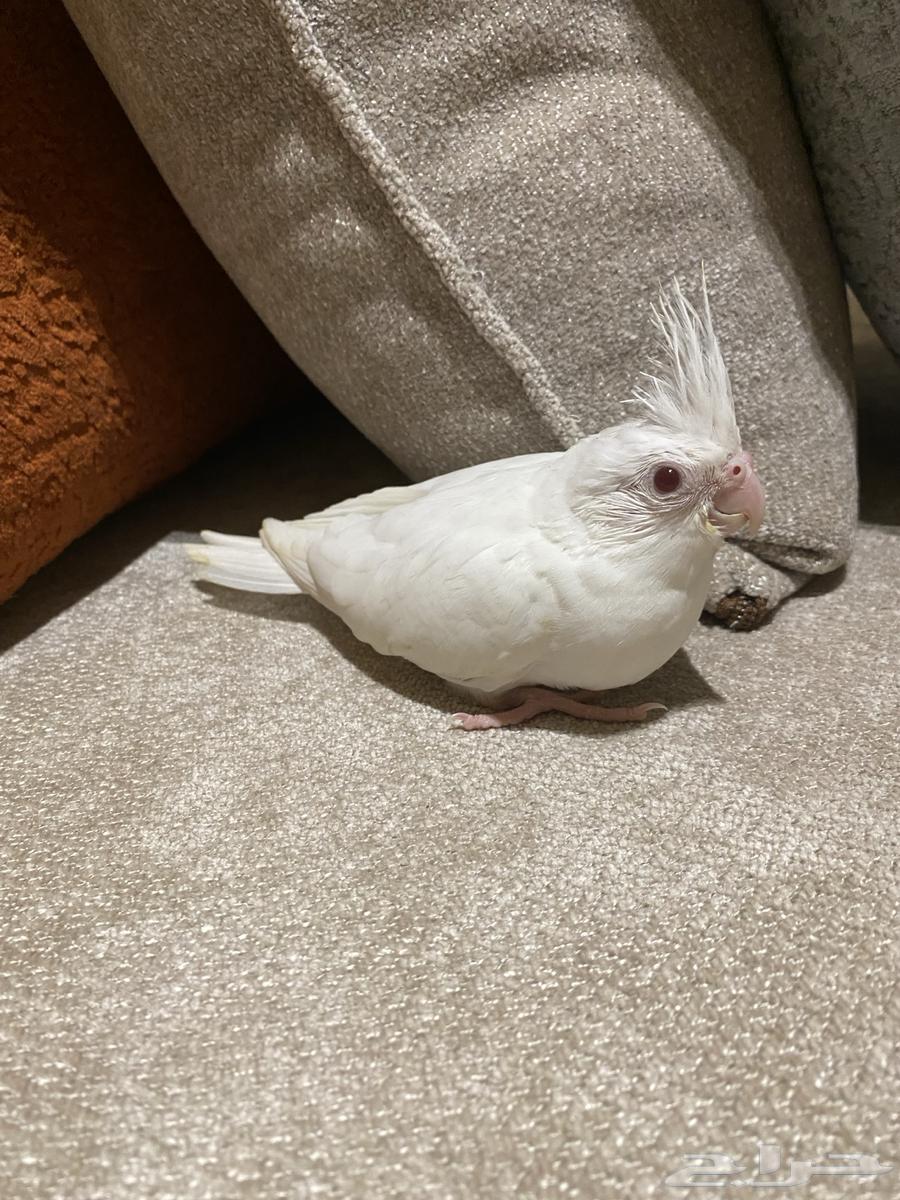 فرخ كروان البينو (تم البيع)64525261827969112