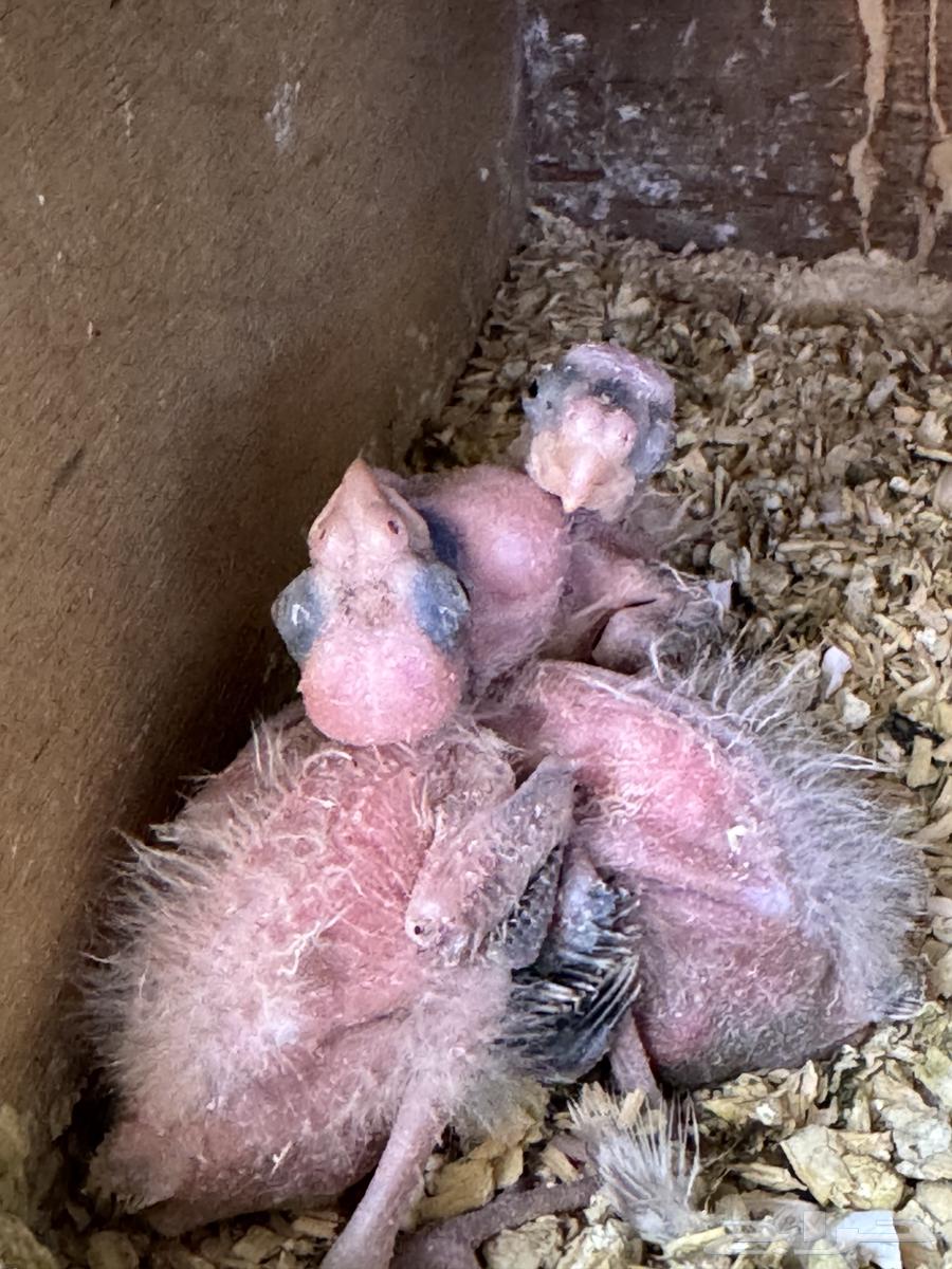 زوج كروان هولندي معاه 3 فروخ.64521140148611110