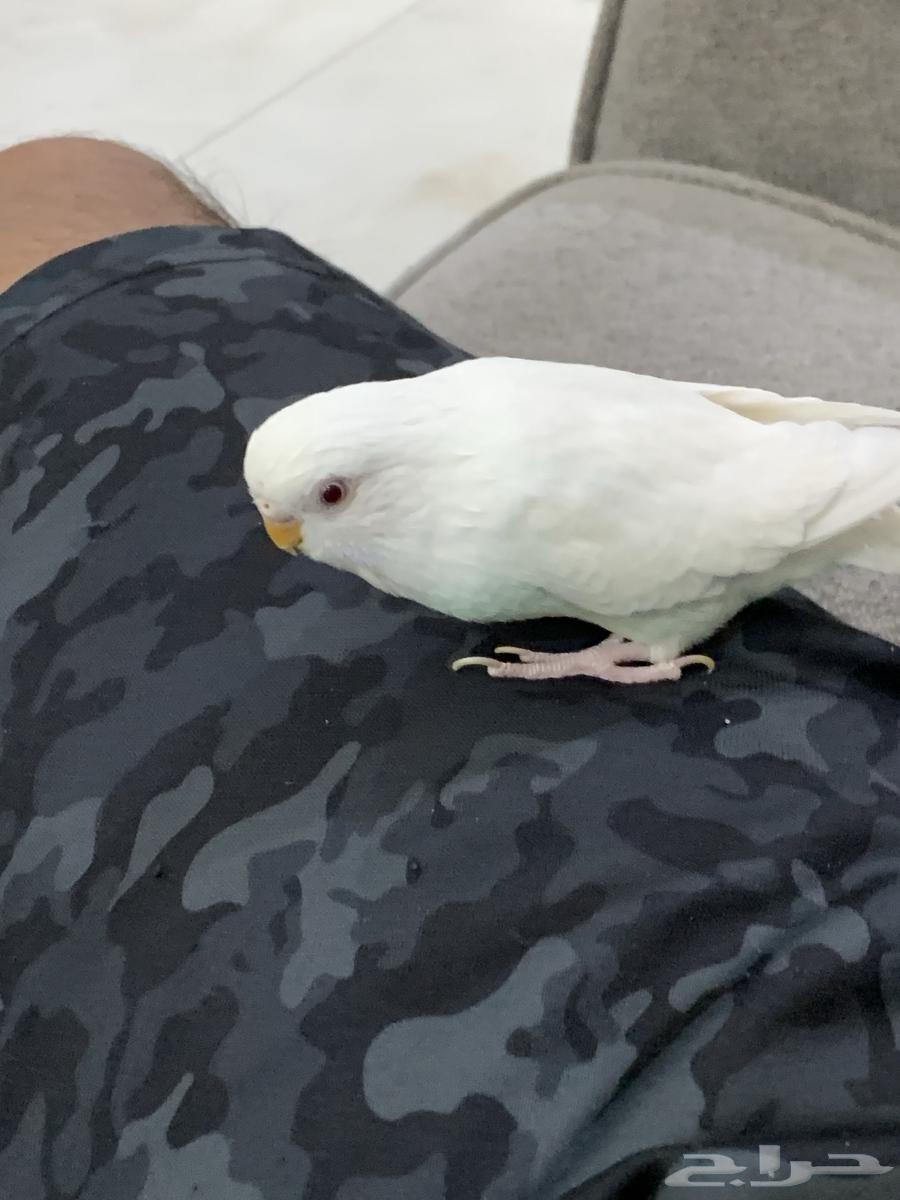 للبيع طائر انثى بادجي64521949079683113