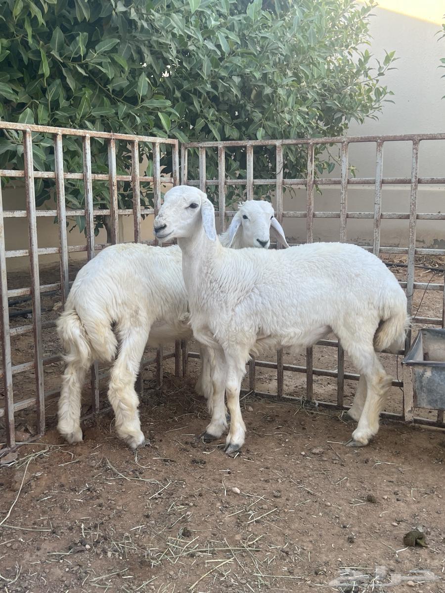 ثنين طليان حريه للبيع64520698865538110