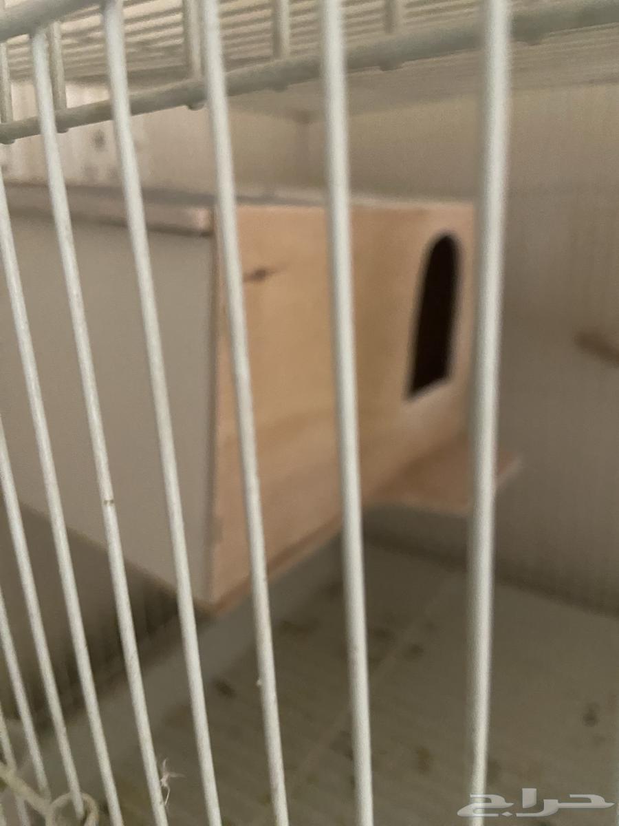 طيور كوكتيل للبيع64525926073730111