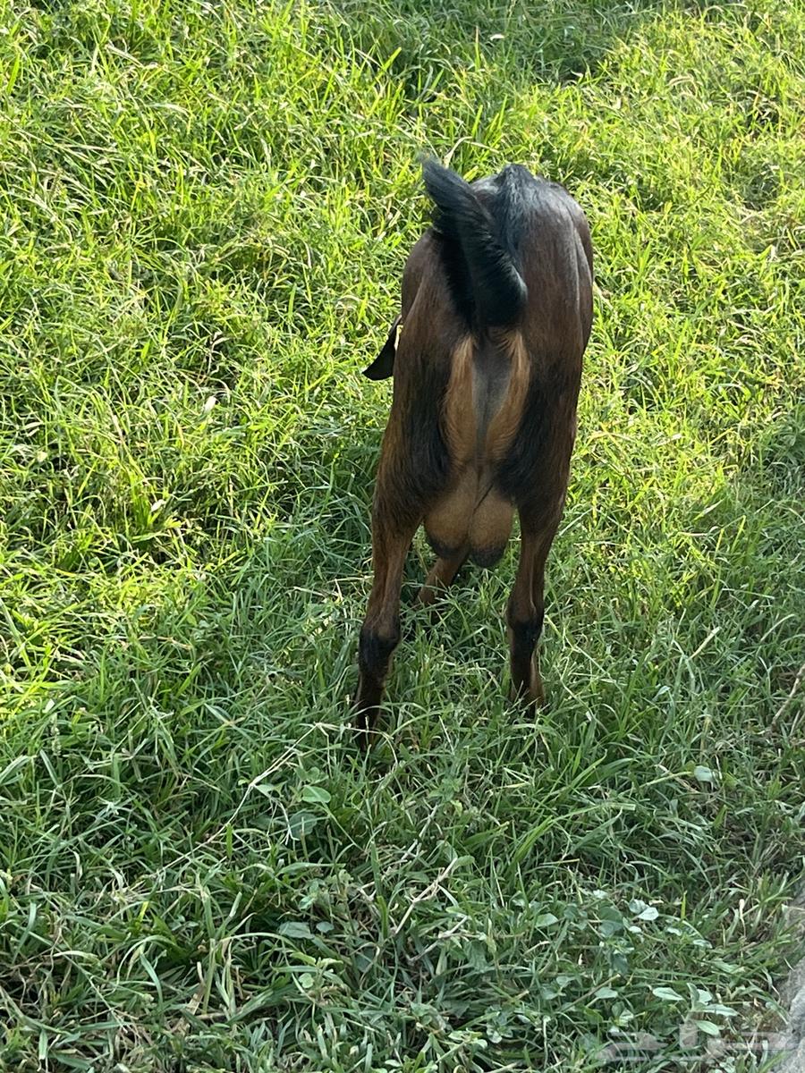 تيس للبيع64523301930754110