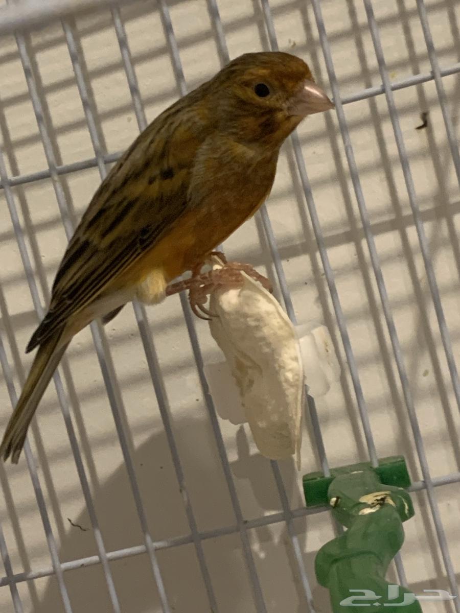 ذكر كنار مغرد حريقه لون بني(تم البيع )64519130099459110