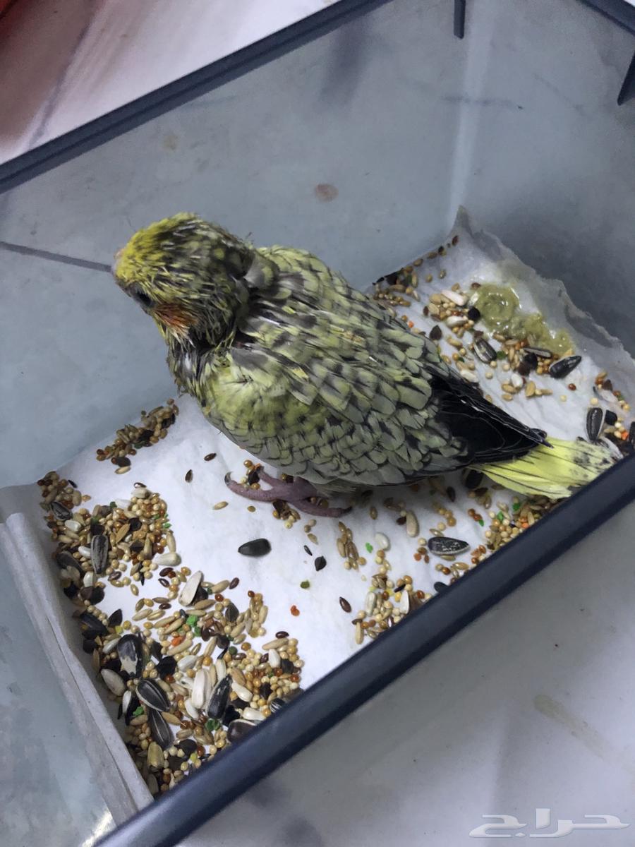 للبيع فرخ كروان كوكتيل64519130091393110