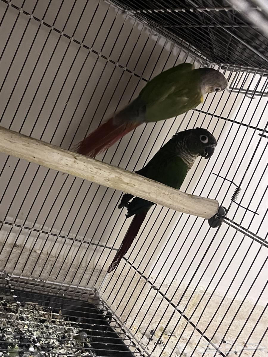 Josin Keniour64525676853506110