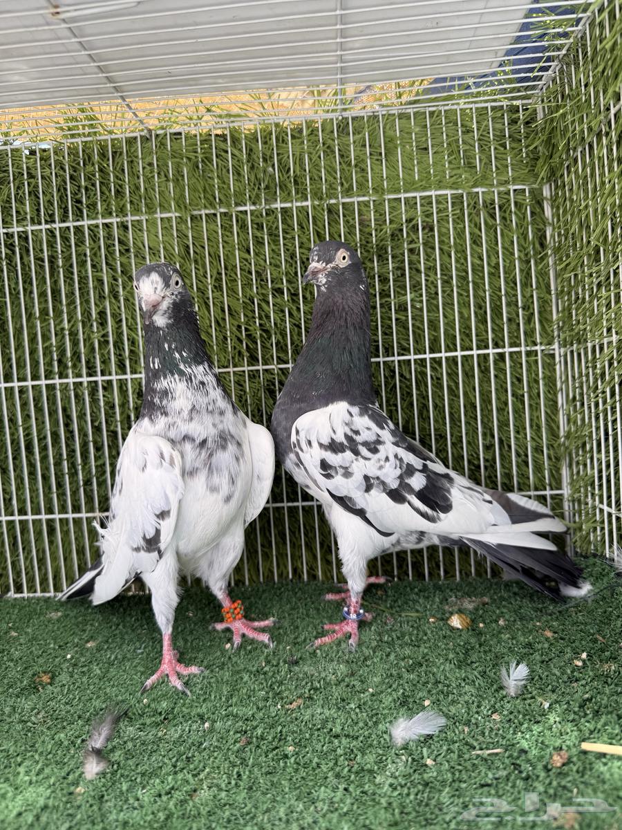 جوز تيدي اساس توب64519511806466112