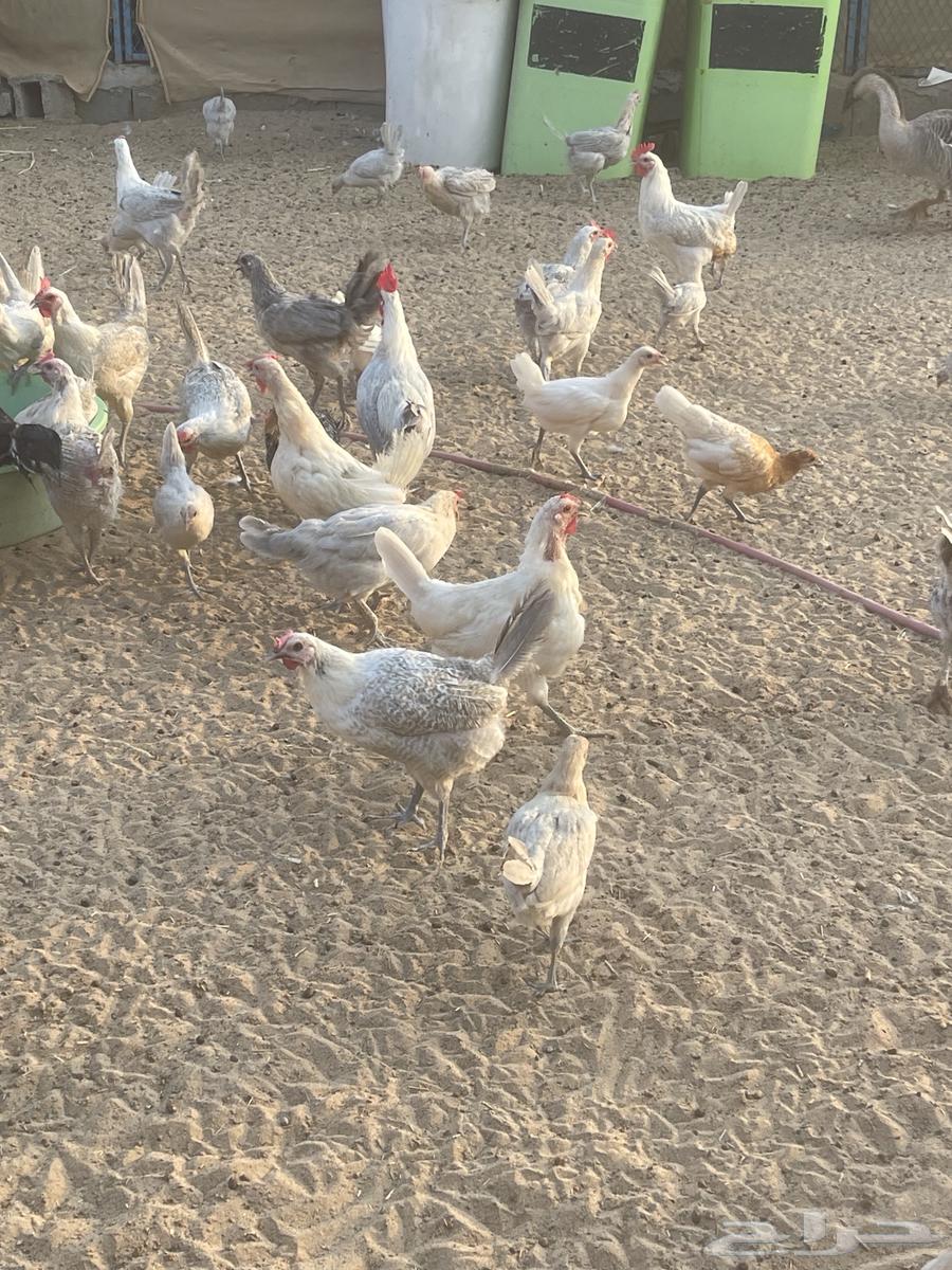 دجاج فيومي المنيوم وشبابي وذهبي ( تم البيع )64524020309122111