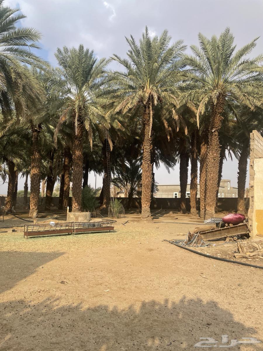 نخل للبيع كبار64518988641922111