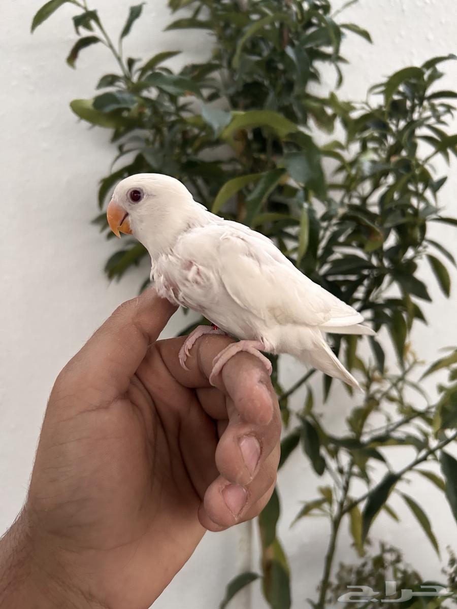 Affectionate chick, internal threat, and crazy rooster64525787677441114