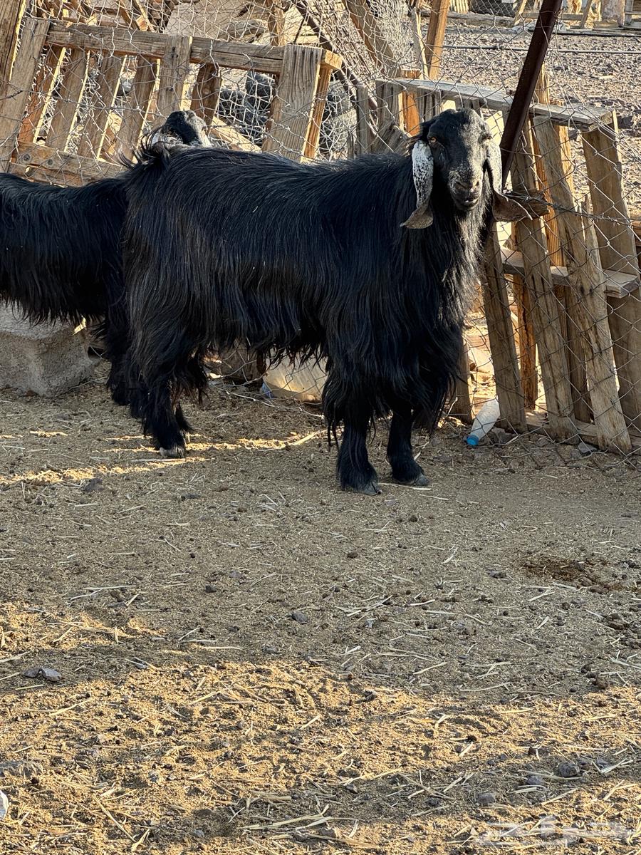 تيس فحل للبيع64523654791427111