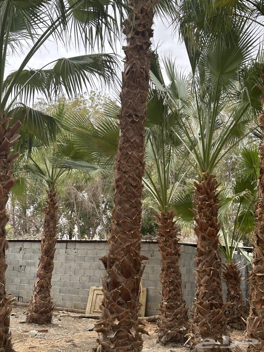 للبيع نخل واشنطني من جميع المقاسات64524614995203113