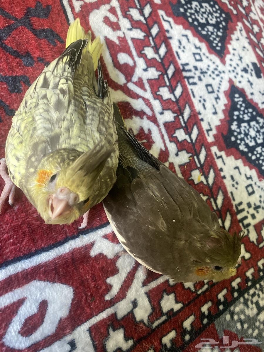 Crows birds64522033486467111