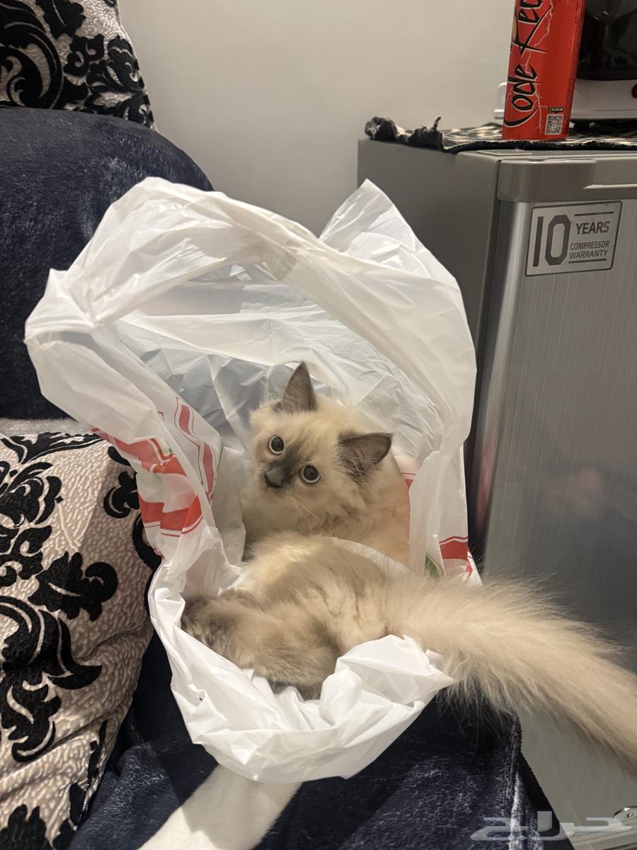 قطه هملايا64519709559811113