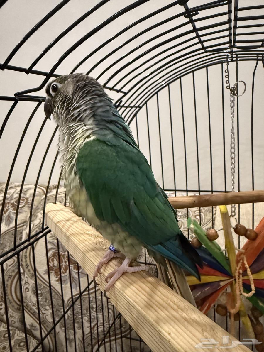 كنيور تركواز يلو سايد64520275539843111