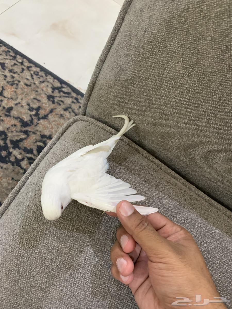 للبيع طائر انثى بادجي64521949079683112