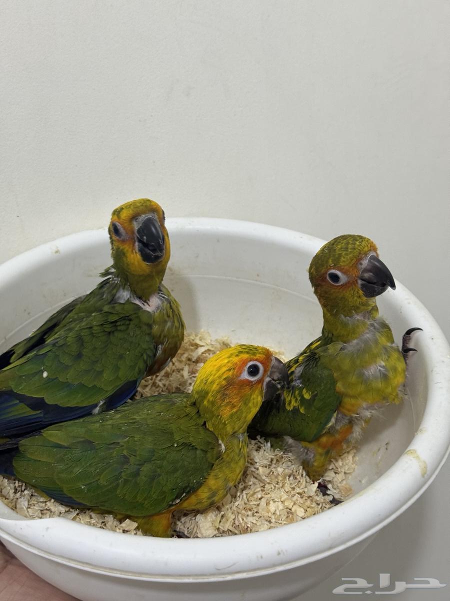 فروخ صن كنيور نهاية غر64481250700929112