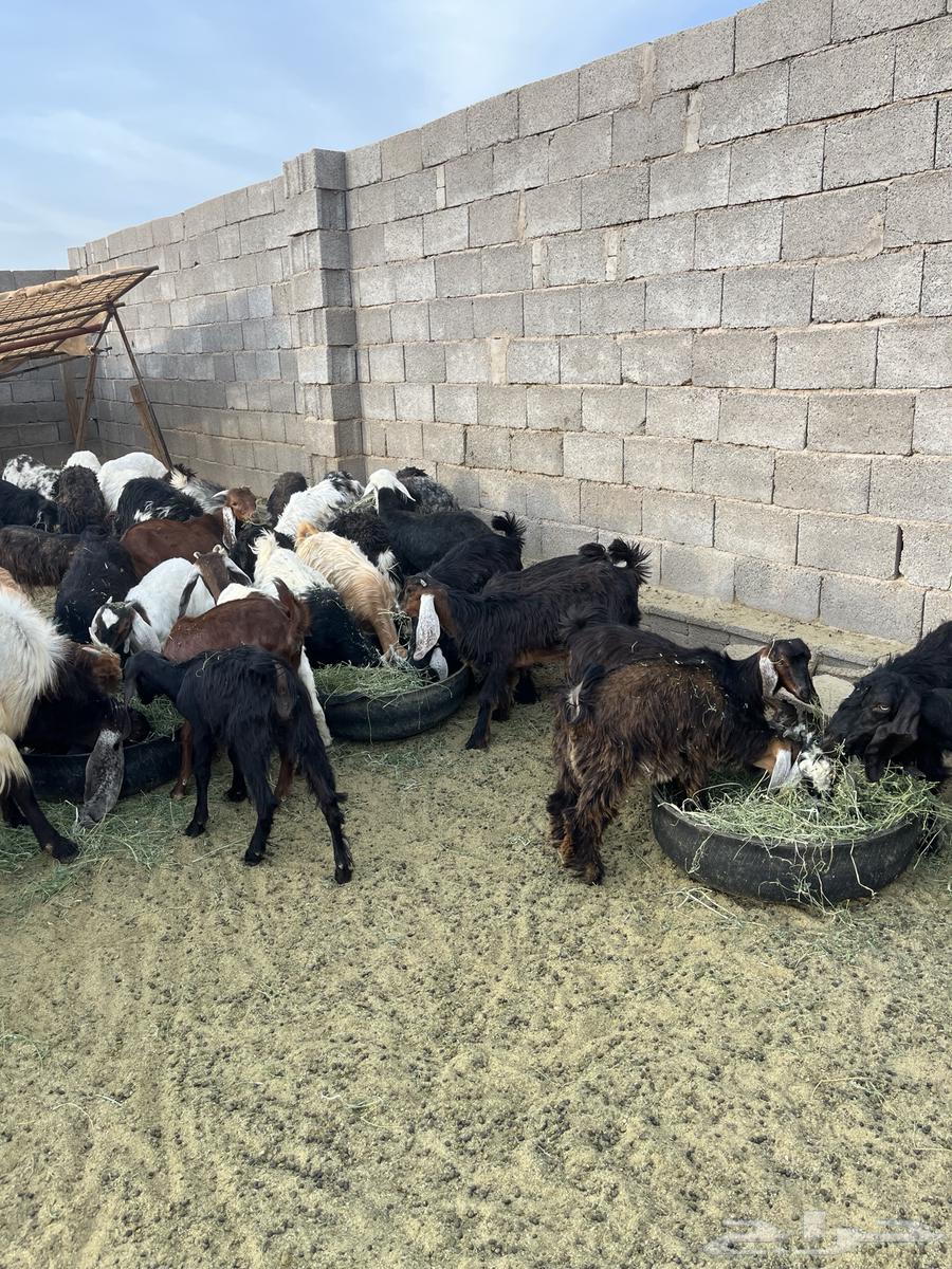 يوجد بهم للبيع العمر من سبعه اشهور الا ثمنيه شهور64520261473665111